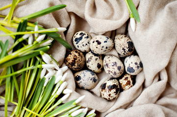 natural organic quail eggs on a soft cloth and spring white flowers. Selective focus.