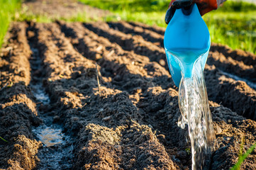 Watering the trenches in the garden with a special fertilizer solution before planting from a blue garden watering can.