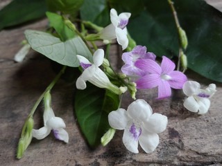 Fototapeta na wymiar white pueple flowers on wood