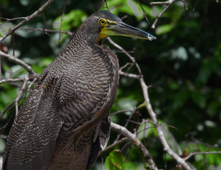 Bare-throated Tiger-Heron - Tigrisoma mexicanum