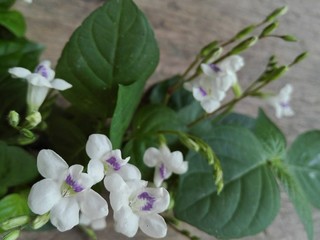  white flowers on wood