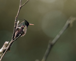 Black-crested Coquette - Lophornis helenae