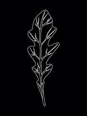 Arugula rucola salad. Single leaf isolated on black background. Line Vector illustration. Fresh herbs. Vegetarian Ingredient. Organic food. Logo, packaging, print, market store