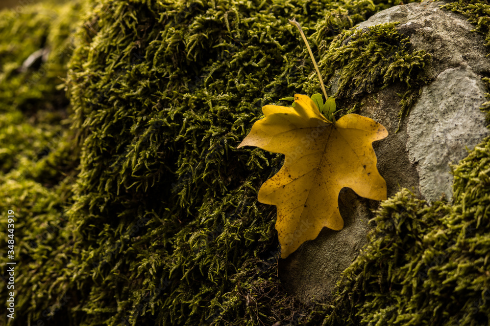 Wall mural green moss and yellow maple leaf.