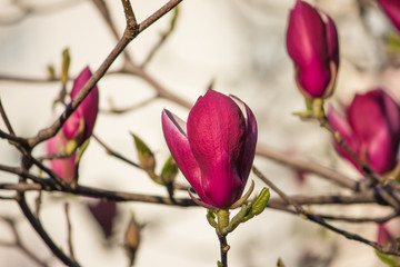 Pink magnolia closeup on a branch. Flower buds.