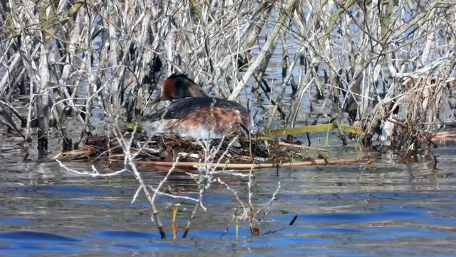 Haubentaucher&nbsp;(Podiceps cristatus) br&uuml;tet