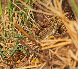 Blue-tailed skink lizard on ground