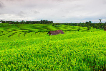 views of rice fields in the morning and beautiful nature as well as cool running water