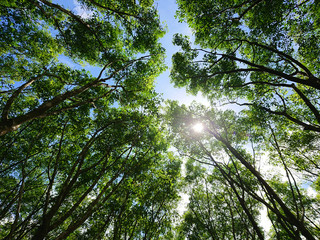 Hevea Brasiliensis forrest in summer 