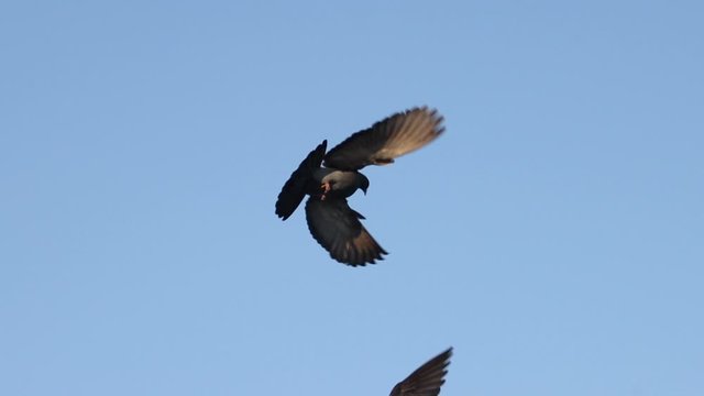 pair of pigeons flapping its wings in the blue sky
