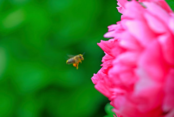 The pink peonies are in the garden