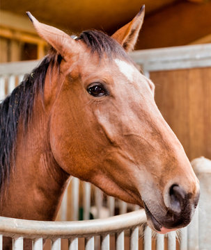 Cheval de selle à Foissiat, France