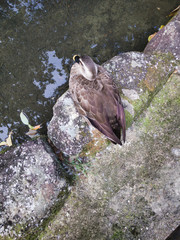 Duck's important time, my important holiday time.