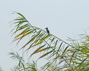 Pied kingfisher stood perched on reeds of river marshland