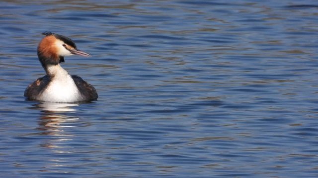 Haubentaucher&nbsp;(Podiceps cristatus)
