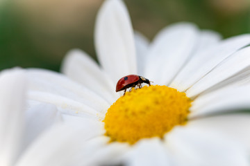 Nahaufnahme Marienkäfer auf weißer Blüte