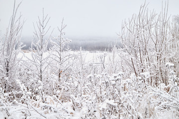 Landscape with tree in the foreground and field in the distance on a winter day