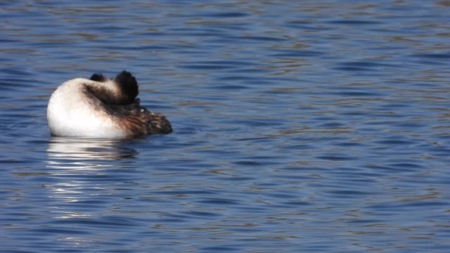 Haubentaucher&nbsp;(Podiceps cristatus)
