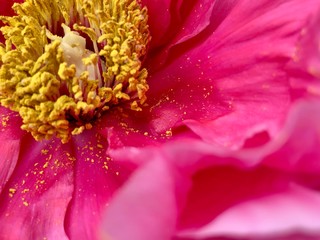 close up of a flower