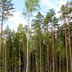 Beautiful forest trees in spring.