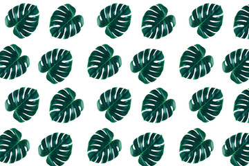 Pattern of tropical jungle monstera leaves isolated on white background.
