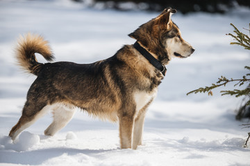 siberian husky dog
