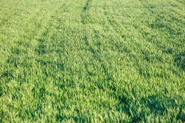 Young green wheat seedlings growing on a field. Wheat growing in soil.