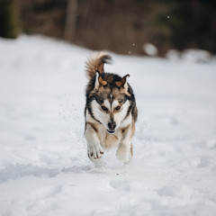 alaksan malamute running fast in the forest.winter season