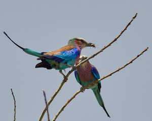 Lilac-breasted Roller - Coracias caudatus