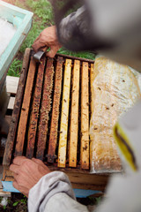 beekeeper checks beehive with honeycombs and bees