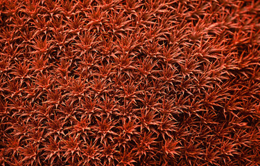 spines close up, red succulent plant with thorns nature background. 