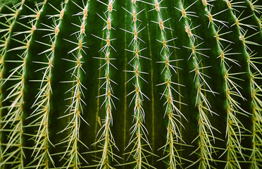 spines close up, cactus with thorns texture nature background. 