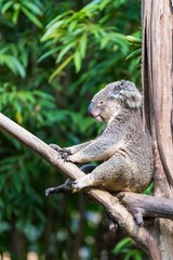 Koala sleeping on the tree