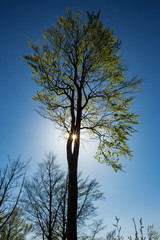 Sun shining through the tree crown in Jeseníky mountains, Czech republic. Sun star.