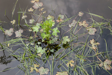 Water plants with beautiful carved leaves grow in the water in the coastal zone.