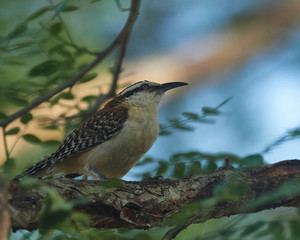Rufous-naped Wren - Campylorhynchus rufinucha