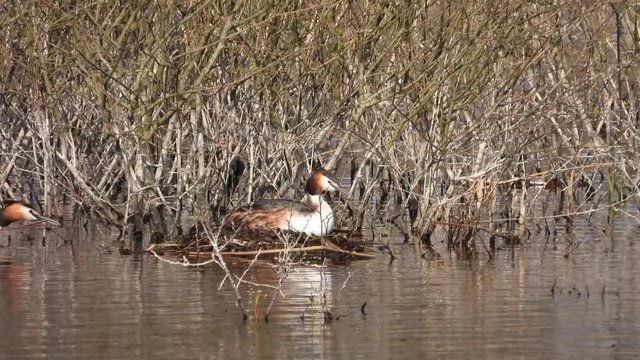 Haubentaucher&nbsp;(Podiceps cristatus) beim Nestbau