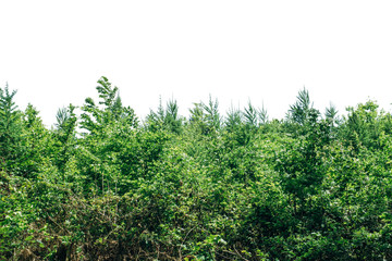 Fototapeta premium Mixed tree tops isolated on white background