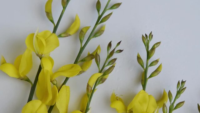 Yellow blossom gorse on the white background. Flat lay floral themes, space for text
