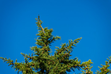 La cima del cipresso nel blu del cielo