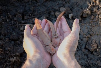 Dipterocarpus alatus Roxb or Yang Na Fruit in a two hands of the men to be planted into the soil.
