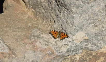 The large tortoiseshell or blackleg tortoiseshell (Nymphalis polychloros) is a butterfly of the family Nymphalidae.