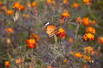 Monarch butterfly or Milkweed butterfly