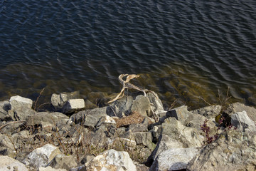 Loneliness of a tree root on the shore of a lake