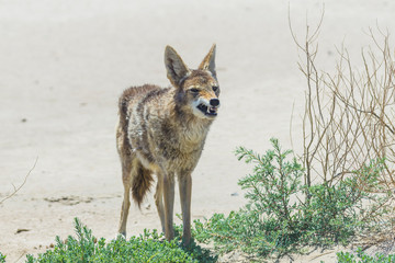 Naklejka na ściany i meble coyote stalk on roadside in desert area.