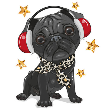 Black Pug Dog with headphones on a white background