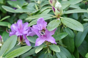 Rhododendron mit Hummel