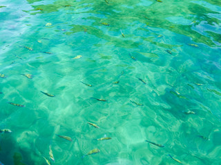 Fototapeta na wymiar Fish are swimming in the sea.