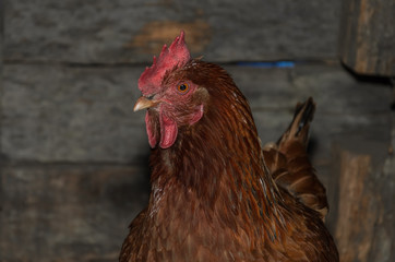 Hens and roosters walk in the yard on the farm