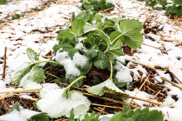 Strawberry bushes under the fallen snow in may.
